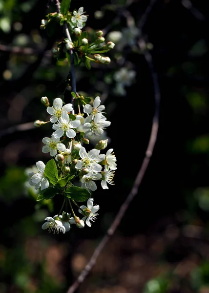 Ντελικάτα Λευκά Λουλούδια Ένα Κλαδί Κεράσι Στον Κήπο — Φωτογραφία Αρχείου