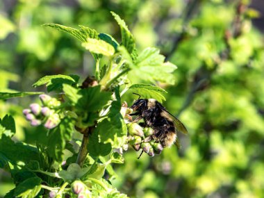 Yabanarısı üzümlü çalılardan nektar toplar.