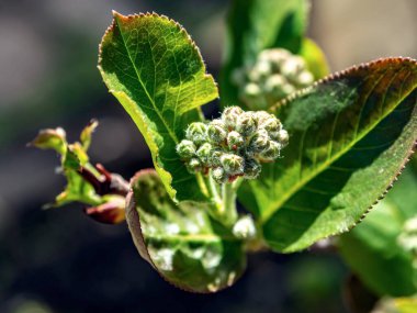 Siyah dağ külü tomurcukları, Latince adı Aronia melanocarpa olan yararlı bir bitki, bahçede, makro