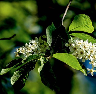 Çiçekli kuş kirazı, Latince adı Prunus padus olan bir bitki, makro, güneş tarafından aydınlatılmış dallar.