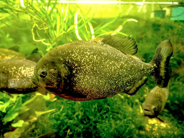 Camların Arkasındaki Akvaryumda Kana Susamış Tropikal Piranha Balığı — Stok fotoğraf