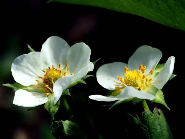 Szamóca Virágok Kertben Egy Ágy Egy Sötét Természetes Háttér Makró — Stock Fotó