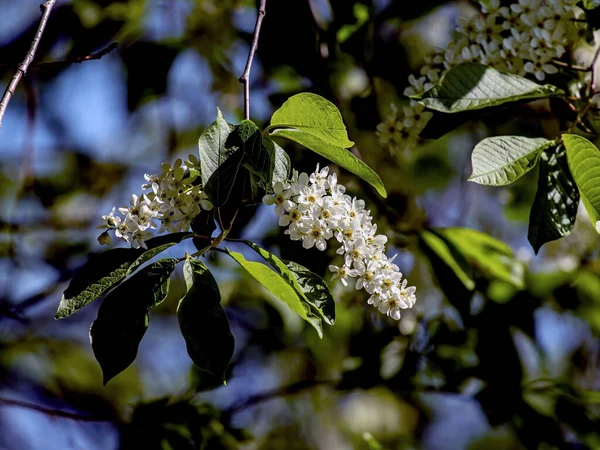 Cerisier Fleurs Une Plante Nom Latin Prunus Padus Macro Branches — Photo