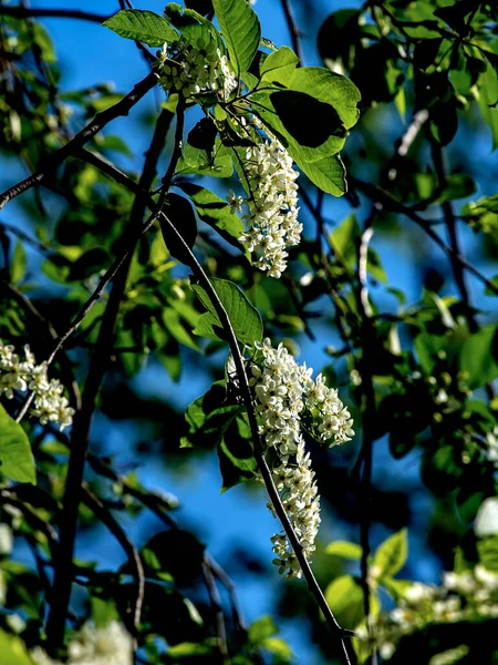 Virágzó Madár Cseresznye Növény Latin Neve Prunus Padus Makró Ágak — Stock Fotó