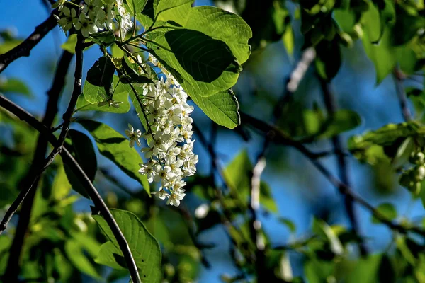 Çiçekli Kuş Kirazı Latince Adı Prunus Padus Olan Bir Bitki — Stok fotoğraf