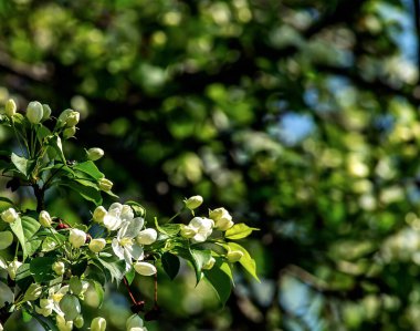 Bulanık doğal arka planda beyaz güzel çiçeklerle çiçek açan elma ağacının dalları.