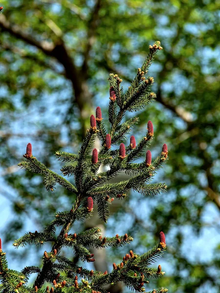 Belos Cones Pinheiro Vermelho Florescendo Nos Ramos Abeto Azul Contra — Fotografia de Stock