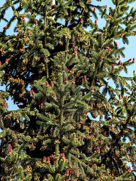 Vackra Blommande Röda Kottar Grenarna Blå Gran Mot Den Blå — Stockfoto