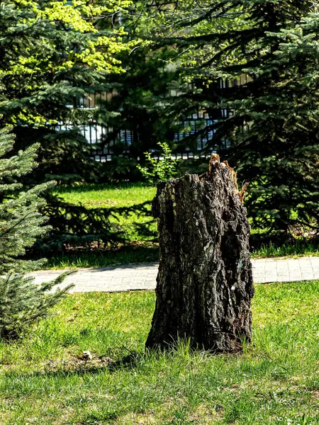 Old Tree Stump City Park Clearing Lit Sun — Stock Photo, Image