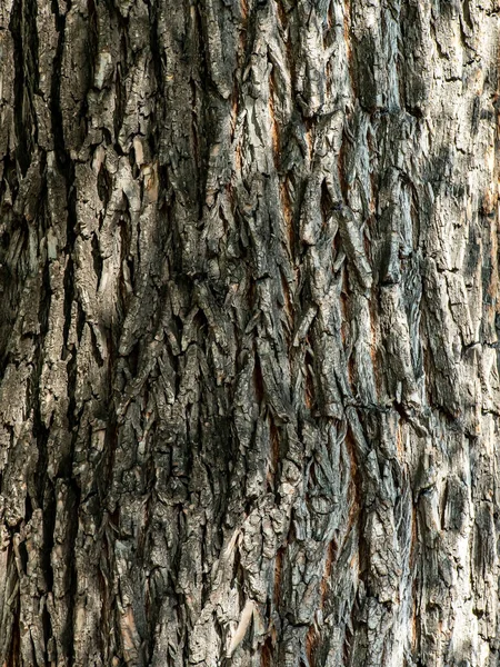Textura Áspera Superfície Casca Uma Árvore Velha Coberta Rachaduras Fraturas — Fotografia de Stock