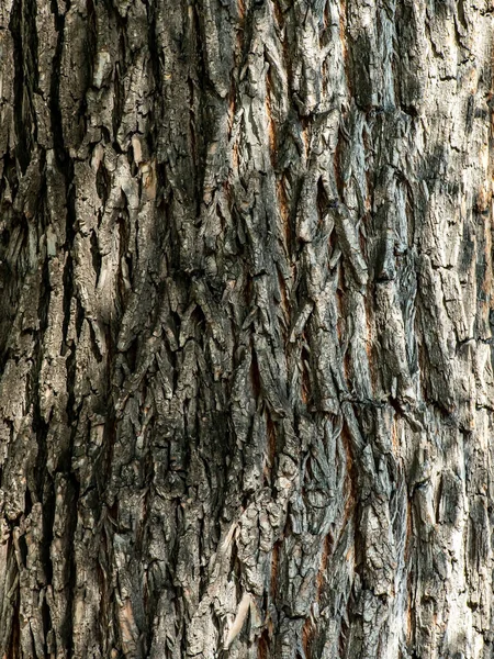 Ruwe Textuur Van Het Oppervlak Van Schors Van Een Oude — Stockfoto