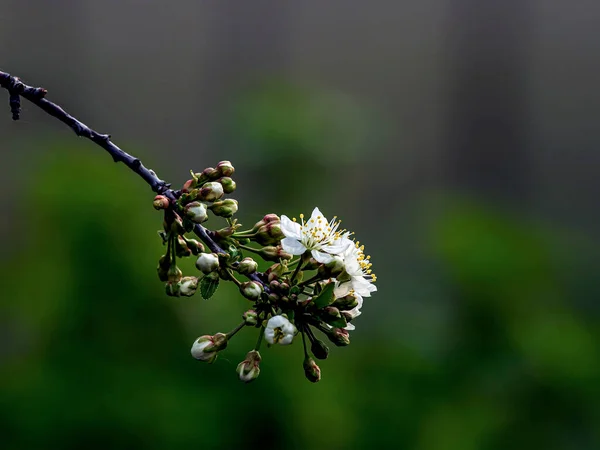 Λεπτά Λευκά Λουλούδια Και Κλειστά Μπουμπούκια Ένα Κλαδί Κερασιάς Στον — Φωτογραφία Αρχείου