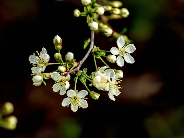庭の桜の枝に繊細な白い花を咲かせ — ストック写真
