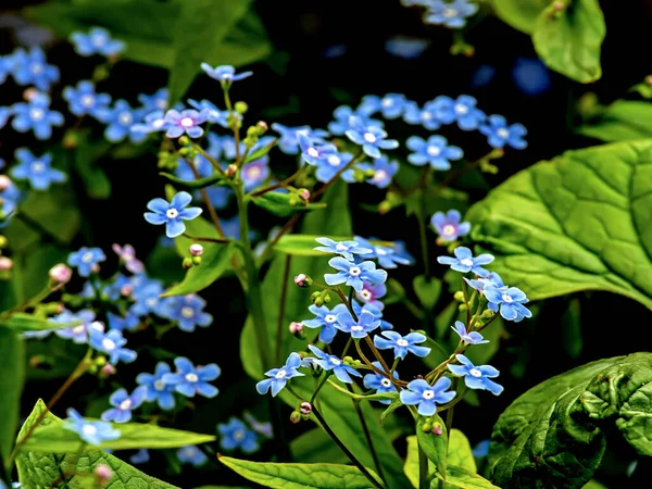 Delicate Blue Forget Nots Bloom Garden Blurred Natural Background — Stock Photo, Image