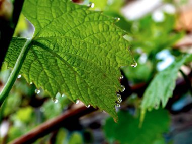 Sabahın erken saatlerinde çiğ damlaları olan üzüm yaprakları, dar odak alanı.