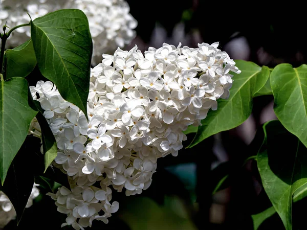 Heldere Takken Van Bloeiende Witte Lila Een Wazig Natuurlijke Achtergrond — Stockfoto