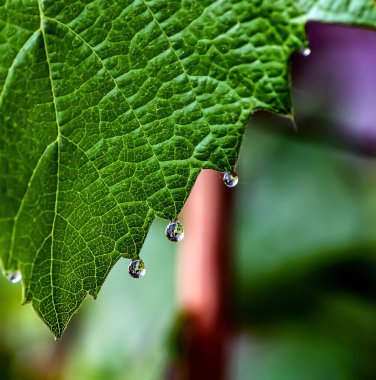Sabahın erken saatlerinde çiğ damlaları olan üzüm yaprakları, dar odak alanı.