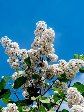 Bulanık doğal arka planda çiçek açan beyaz leylak dalları.