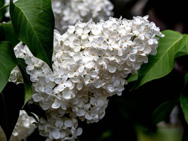 Bulanık doğal arka planda açan parlak beyaz leylak dalları.