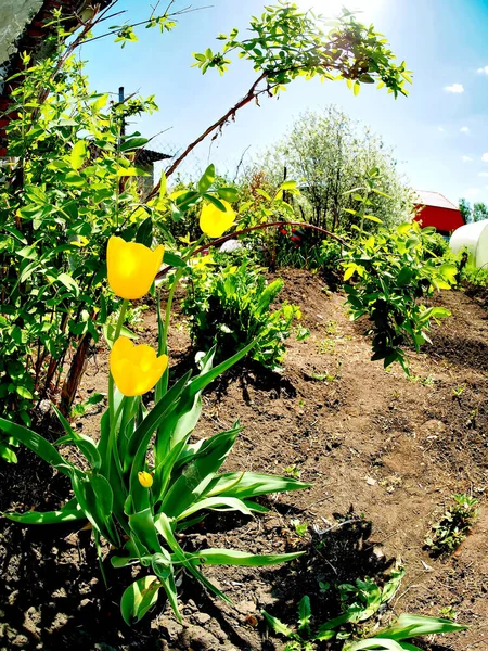 Frühlingsgartenlandschaft Mit Gelben Tulpen Vordergrund Fischaugenlinse — Stockfoto