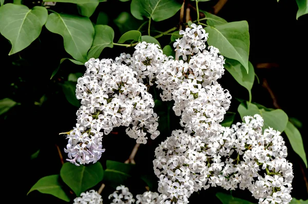 Rami Luminosi Fioritura Lilla Bianca Uno Sfondo Naturale Sfocato — Foto Stock