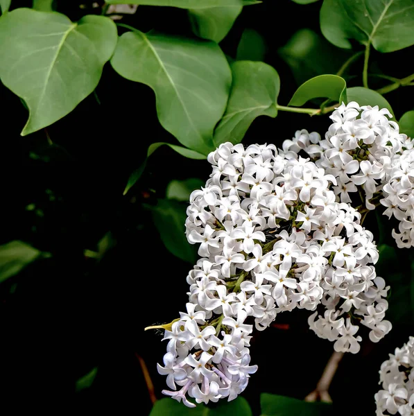 Ramas Brillantes Floración Lila Blanca Sobre Fondo Natural Borroso — Foto de Stock