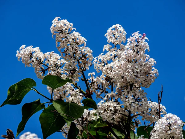 Branches Blooming White Lilac Blurred Natural Background — Stock Photo, Image