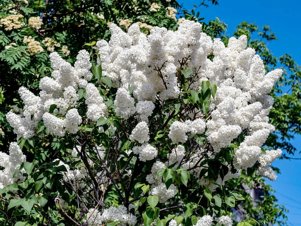 Takken Van Bloeiende Witte Lila Een Wazig Natuurlijke Achtergrond — Stockfoto