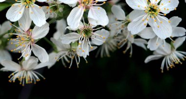 Bahçedeki kiraz dalında beyaz çiçekler.