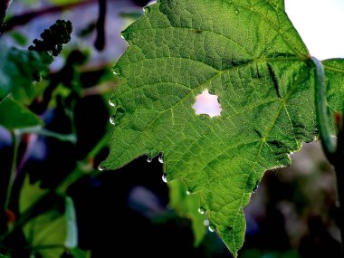 Sabahın erken saatlerinde çiğ damlaları olan üzüm yaprakları, dar odak alanı.