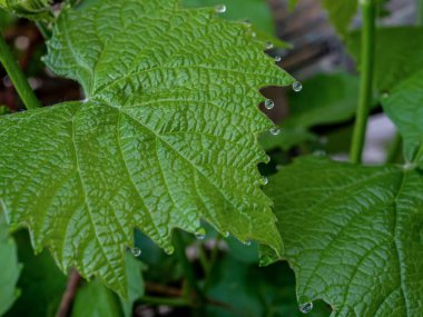 Sabahın erken saatlerinde çiğ damlaları olan üzüm yaprakları, dar odak alanı.