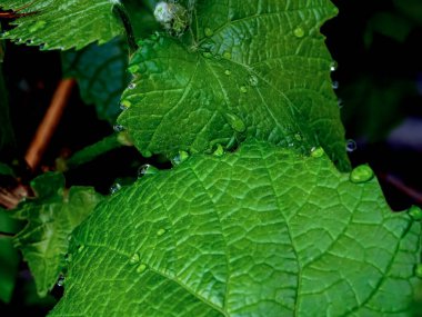 Sabahın erken saatlerinde çiğ damlaları olan üzüm yaprakları, dar odak alanı.
