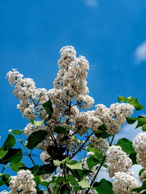 Bulanık doğal arka planda çiçek açan beyaz leylak dalları.