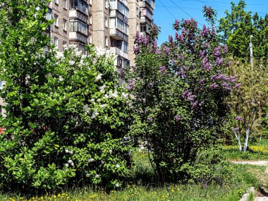 Bulanık doğal arka planda çiçek açan beyaz leylak ve leylak dalları.