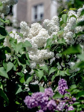 Bulanık doğal arka planda çiçek açan beyaz leylak ve leylak dalları.