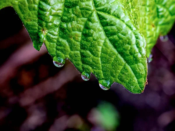 Grape Leaves Dew Drops Early Morning Narrow Focus Area — Stock Photo, Image