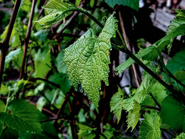 Grape Leaves Dew Drops Early Morning Narrow Focus Area — Stock Photo, Image