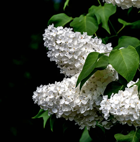 Ramas Brillantes Floración Lila Blanca Sobre Fondo Natural Borroso —  Fotos de Stock