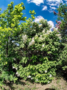narin çiçek açan leylak dalları mavi gökyüzüne karşı