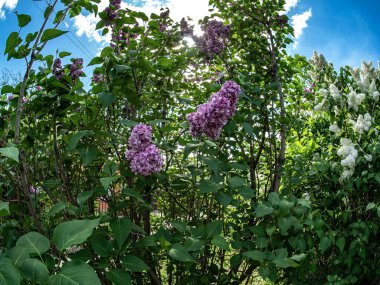 Bulanık doğal arka planda çiçek açan beyaz leylak ve leylak dalları.