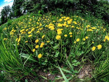 Yeşil alanlar arasında açık bir alanda parlak sarı karahindibalar güneş ve balık gözü lensleriyle aydınlatılır.