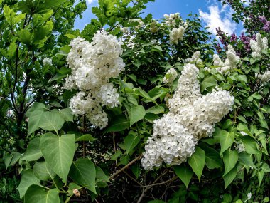 Bulanık doğal arka planda çiçek açan beyaz leylak ve leylak dalları.