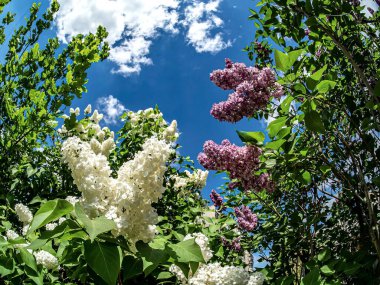 Bulanık doğal arka planda çiçek açan beyaz leylak ve leylak dalları.