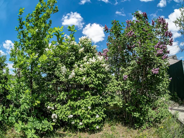 Jasne Gałęzie Kwitnącego Białego Liliowego Liliowego Rozmytym Naturalnym Tle — Zdjęcie stockowe