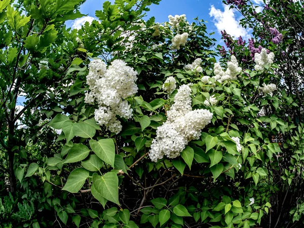 Des Branches Lumineuses Lilas Lilas Blancs Fleurs Des Feuilles Chêne — Photo