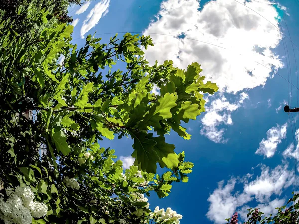 白いライラックとライラックの開花の明るい枝 緑のオークの葉はぼやけた自然な背景に — ストック写真