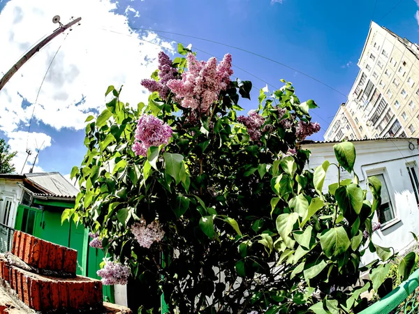 Ramas Primavera Delicada Floración Lila Contra Cielo Azul Lente Ojo — Foto de Stock