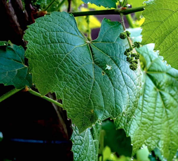 Grape Leaves Dew Drops Early Morning Narrow Focus Area — Stock Photo, Image