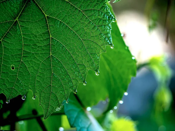 Folhas Uva Com Gotas Orvalho Início Manhã Área Foco Estreita — Fotografia de Stock