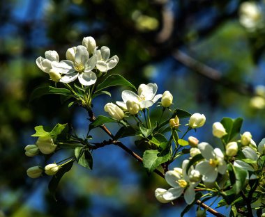 Bulanık doğal arka planda beyaz güzel çiçeklerle çiçek açan elma ağacının dalları.